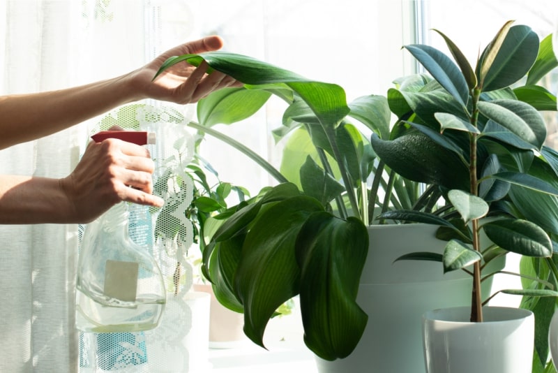 Come creare un ambiente ideale per le tue piante controllare pagina inferiore delle foglie da interno Vivaio Evergreen di Fondi