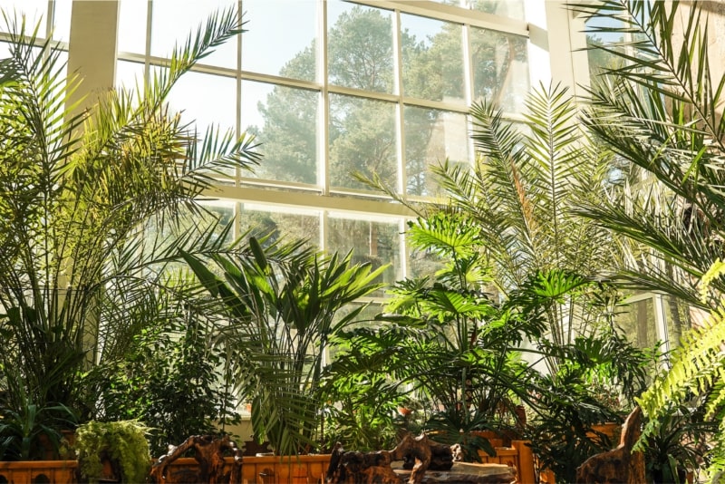 Come creare un ambiente ideale per le tue piante da interno Vivaio Evergreen di Fondi