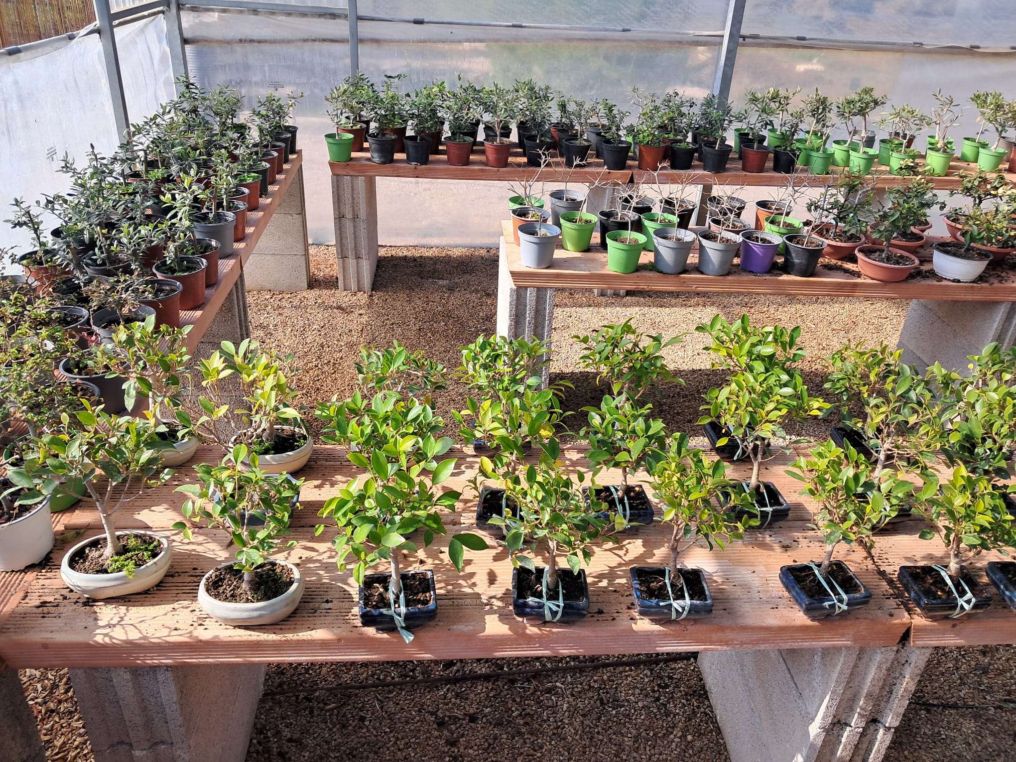 Bomboniere bonsai a Fondi – Vivaio Evergreen di Gino Conti
