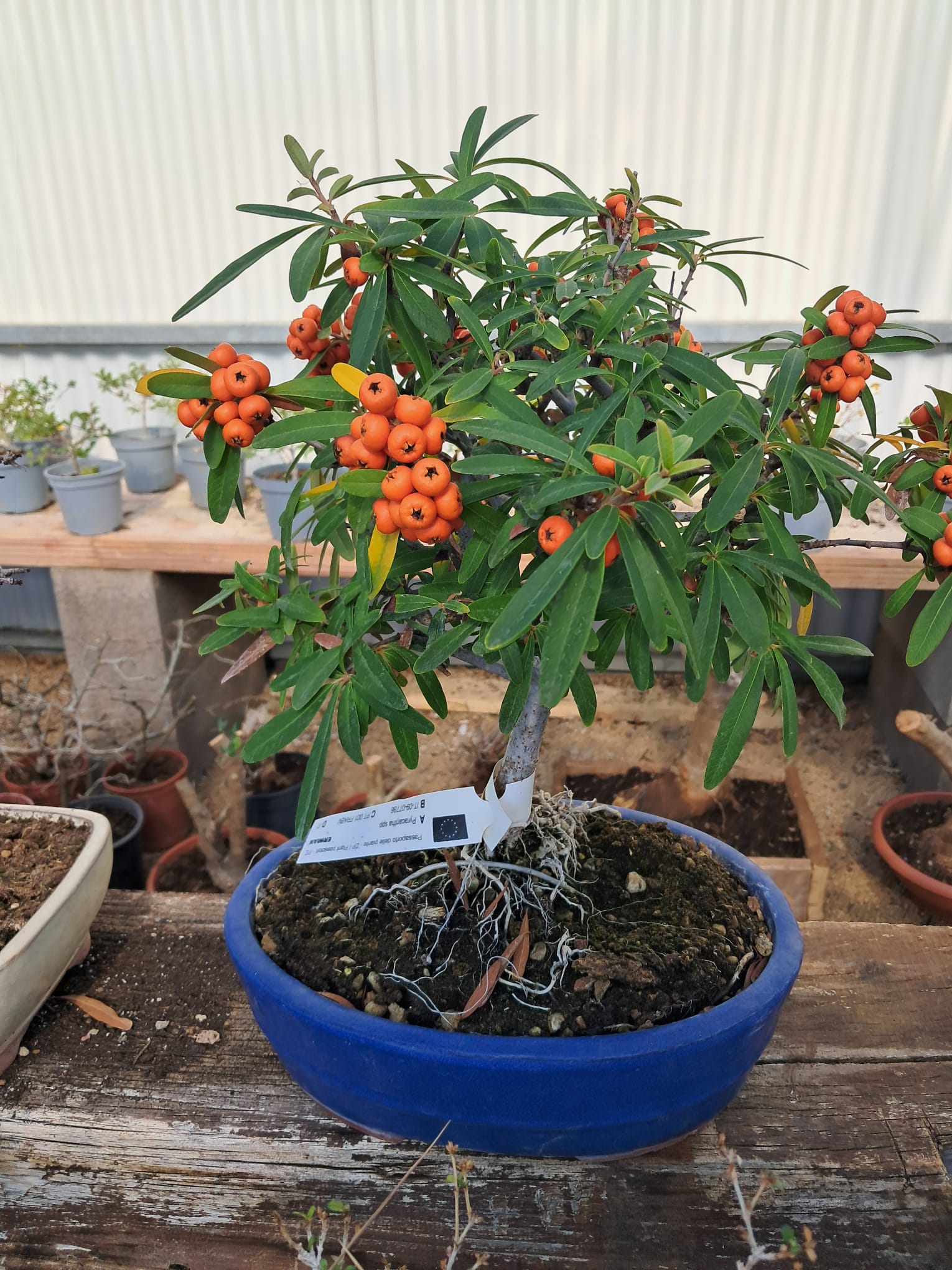 Bonsai di Pyracantha – Vendita bonsai a Fondi – Vivaio Evergreen di Gino Conti