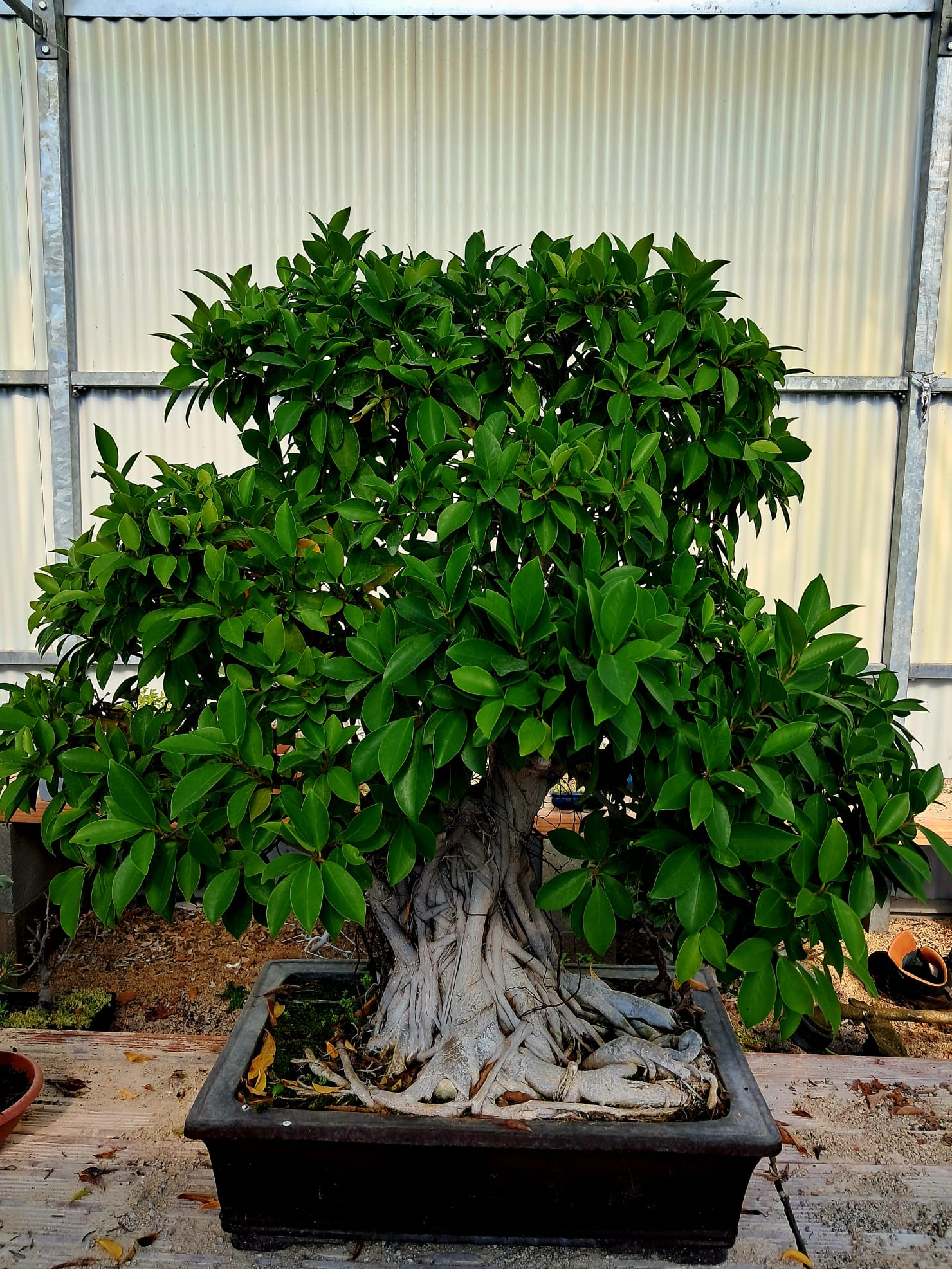Bonsai ficus a Fondi – Vivaio Evergreen di Gino Conti