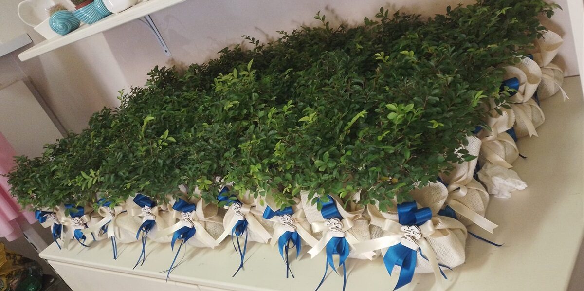 bomboniere bonsai a Fondi