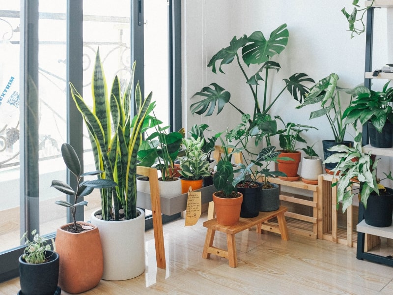 Dove posizionare le piante da interno Luce, umidità e consigli utili – Vivaio Evergreen di Fondi scelta del vaso per il rinvaso