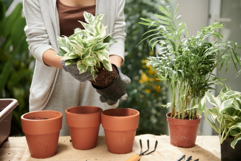 Guida passo-passo al rinvaso maneggiare con cura le radici – Vivaio Evergreen di Fondi scelta del vaso per il rinvaso