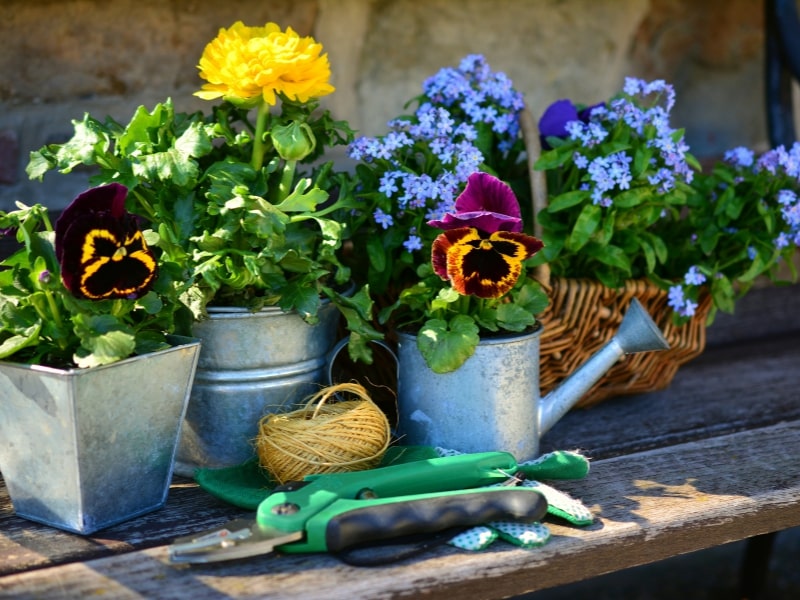 Piante a fiori – Quando cambiare il vaso alle piante segnali da riconoscere – Vivaio Evergreen di Fondi preparazione del terriccio