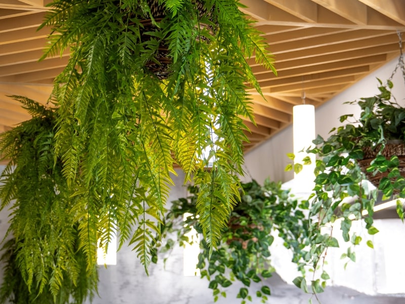 Piante appese dove posizionare le piante da interno Luce, umidità e consigli utili – Vivaio Evergreen di Fondi guida al rinvaso
