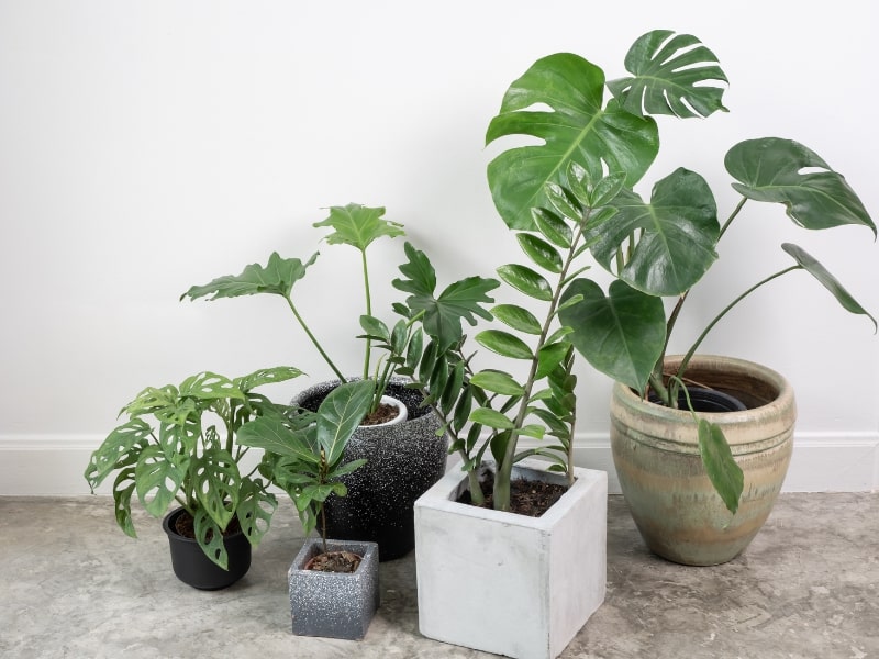 Piante da interno – quando cambiare il vaso alle piante segnali da riconoscere – Vivaio Evergreen di Fondi guida al rinvaso