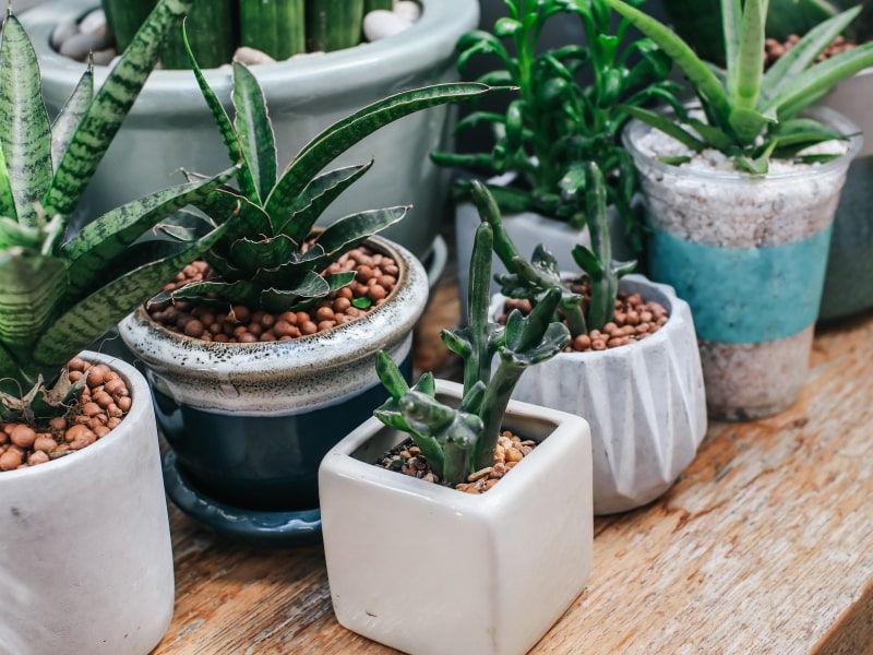 Piante grasse quando cambiare il vaso alle piante segnali da riconoscere – Vivaio Evergreen di Fondi scelta del vaso per il rinvaso
