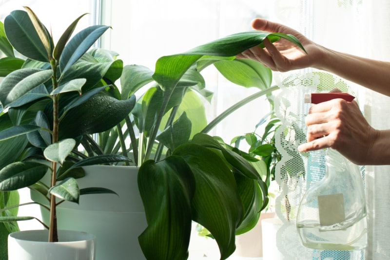 Quando innaffiare le piante Guida pratica per evitare errori comuni nebulizzare le foglie – Vivaio Evergreen di Fondi