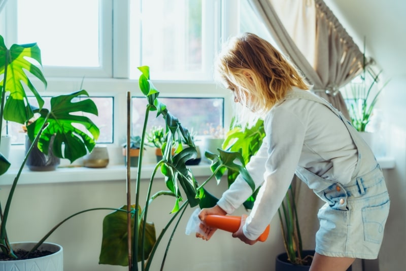 Quando innaffiare le piante Guida pratica per evitare errori comuni – piante davanti la finestra – vivaio a Fondi – Vivaio Evergreen