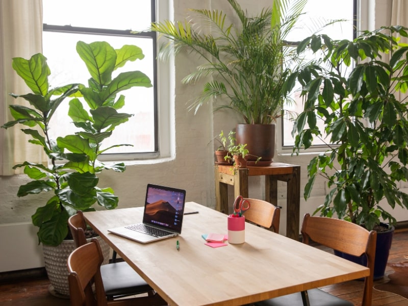 Sala con piante dove posizionare le piante da interno Luce, umidità e consigli utili – Vivaio Evergreen di Fondi preparazione del terriccio
